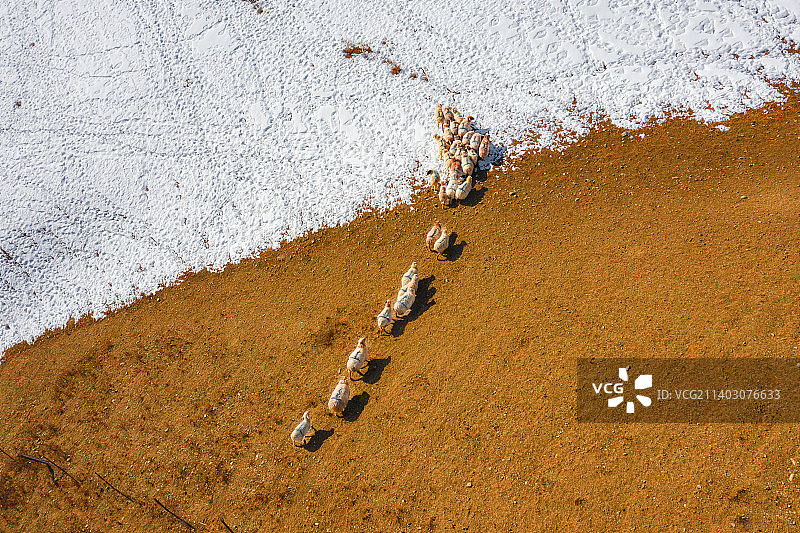 航拍:新疆伊犁 冬季牧场羊群图片素材