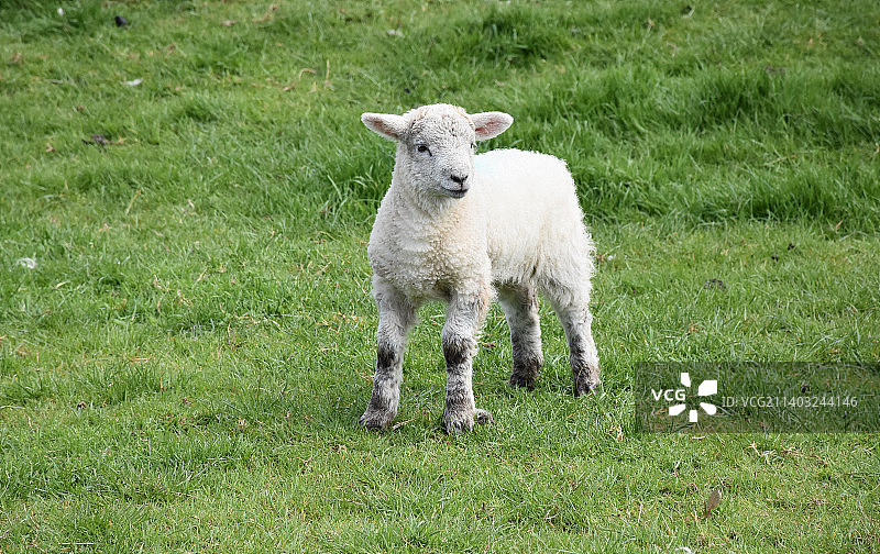 春天农场里可爱的白羊图片素材