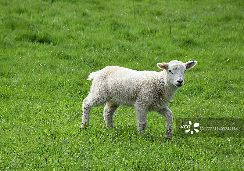 非常可爱的小羊羔在农场的草地上漫步图片素材