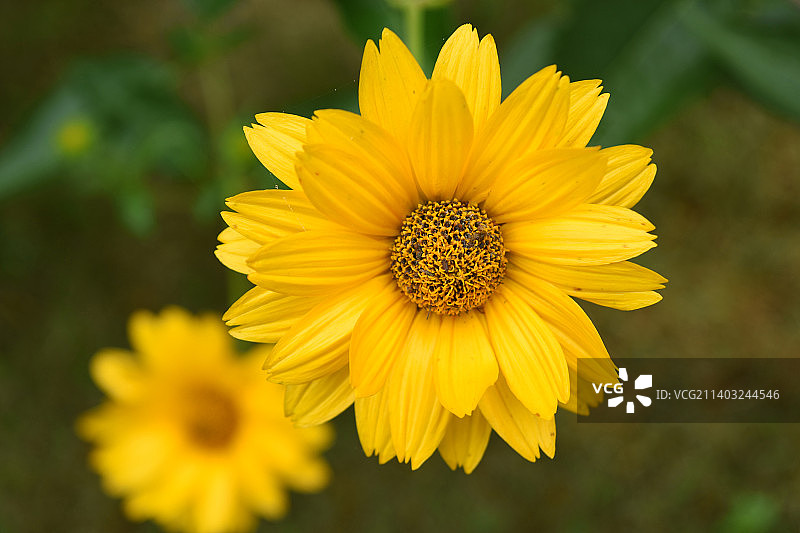 一株黄色假向日葵的微距照片图片素材