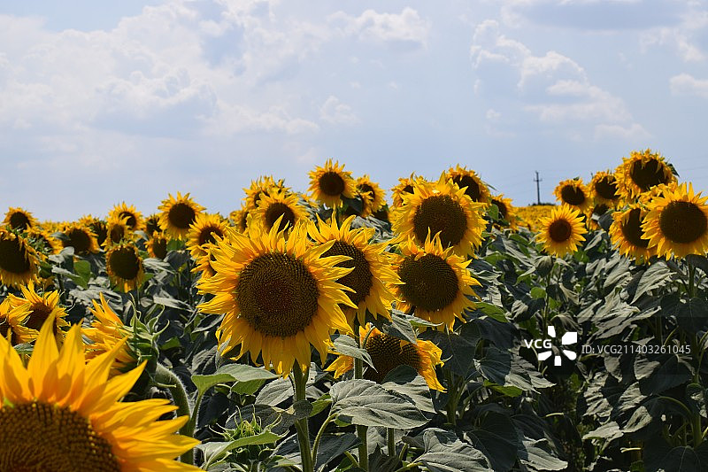 罗马尼亚Balaci，天空衬托下的黄色开花植物的特写图片素材