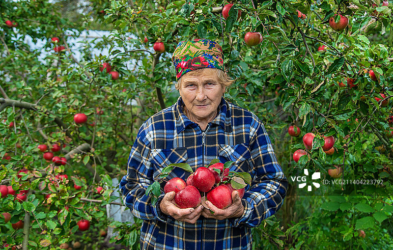 奶奶在花园里摘苹果图片素材