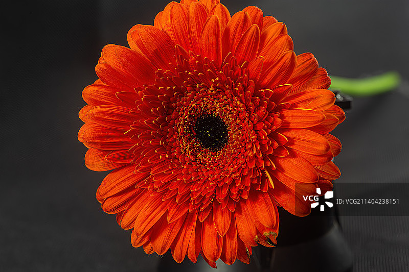 橙色非洲菊的特写，俄罗斯图片素材