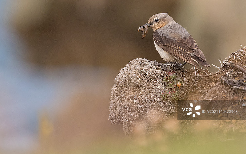 英国，哈弗福德韦斯，马洛斯，栖在岩石上的捕蝇鸟特写图片素材
