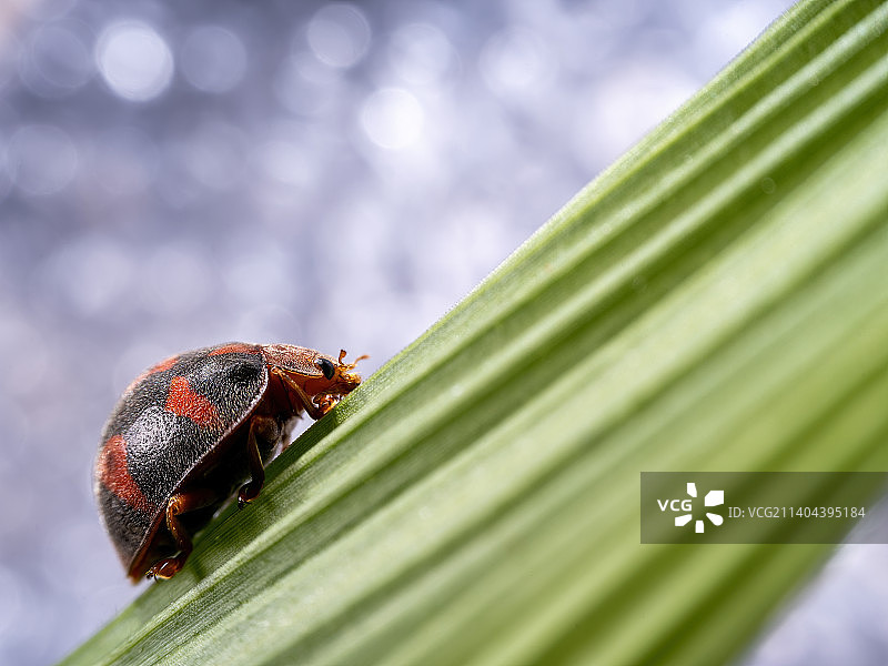 重庆四面山自然保护区昆虫-瓢虫图片素材