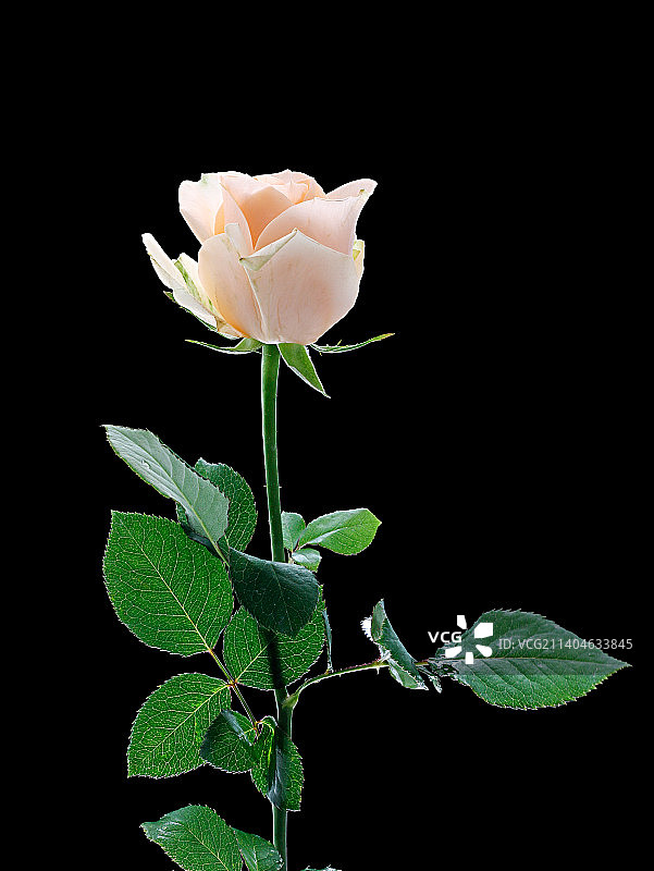 黑色背景上，一朵鲜花 香槟色玫瑰特写图片素材