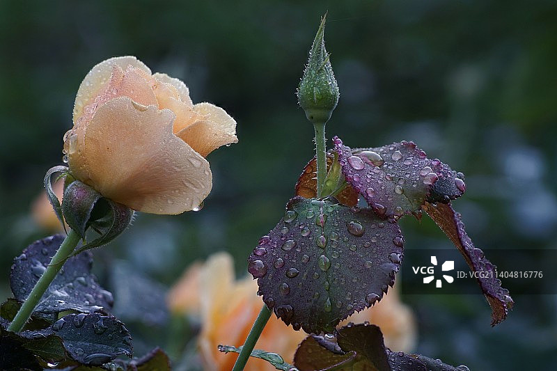 雨季期间的湿植物特写图片素材