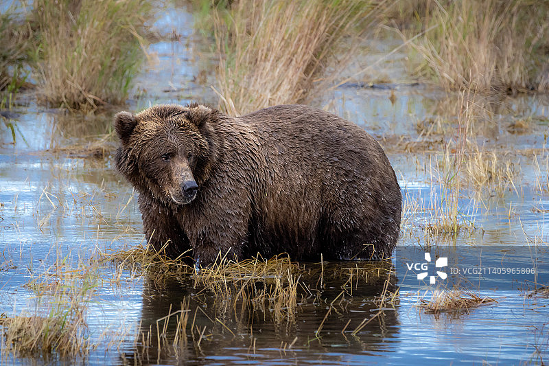 一只棕色欧亚灰熊走在沼泽，布鲁克斯河，阿拉斯加，美国图片素材