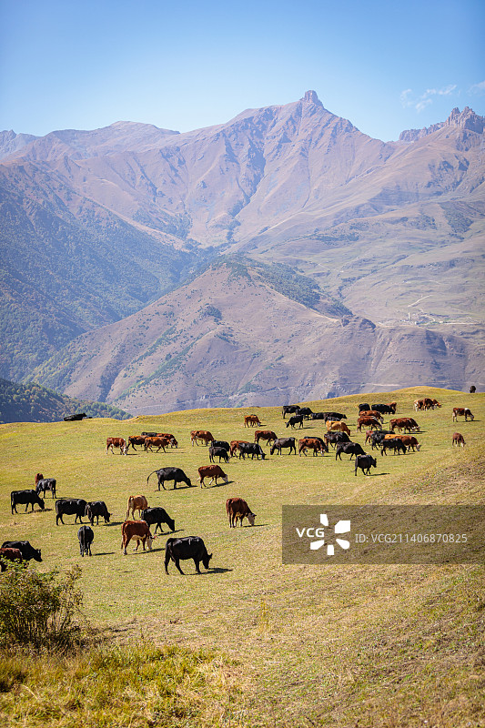 一群牛在高加索山脉的草地上吃草图片素材