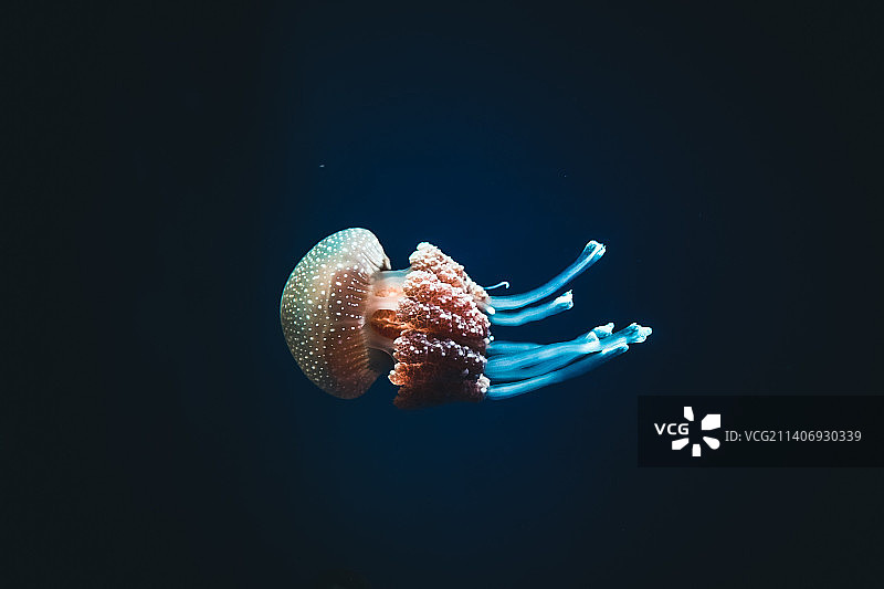 水母在海里游泳的特写镜头，印度尼西亚图片素材