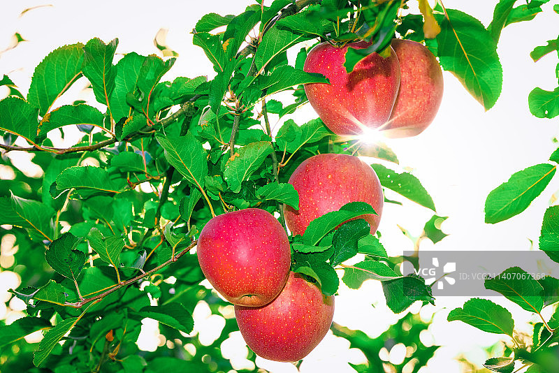 成熟的红苹果图片素材