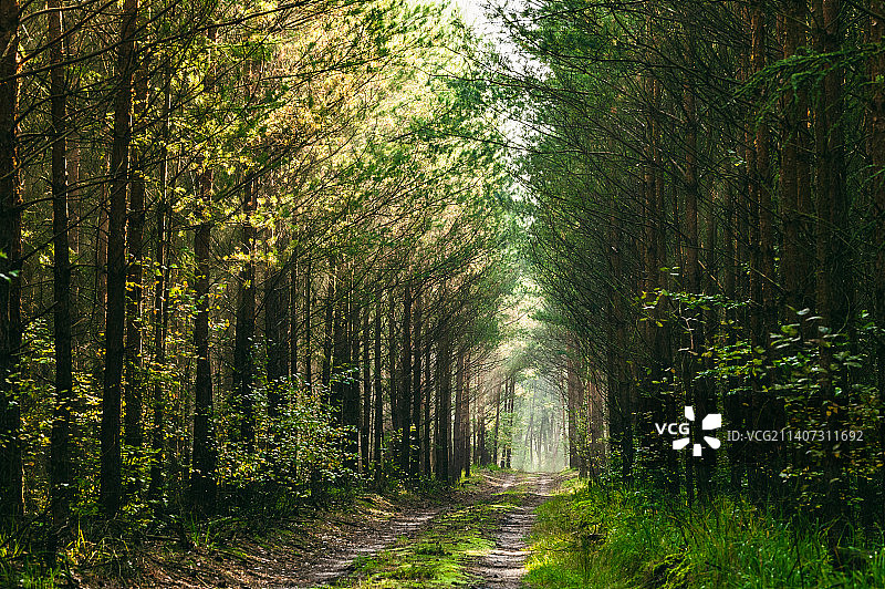 森林中的树木，格拉贝克，波兰图片素材