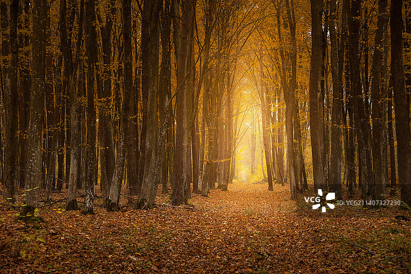 秋日森林里有光的小路图片素材