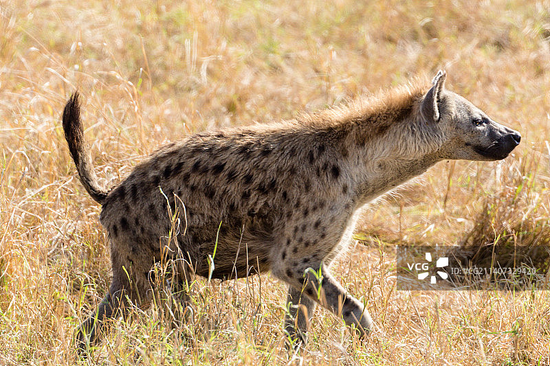 肯尼亚内罗毕马赛马拉，鹿群站在田野上的侧视图图片素材