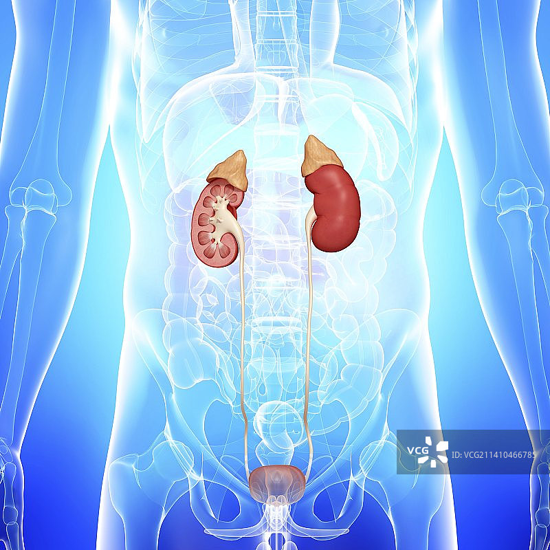 泌尿系统，艺术品图片素材