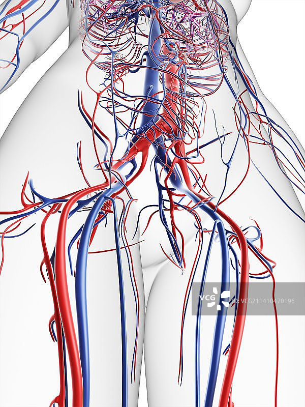 女性血管系统，艺术品图片素材