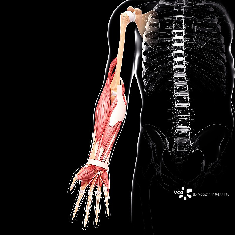 人类手臂肌肉组织，艺术品图片素材