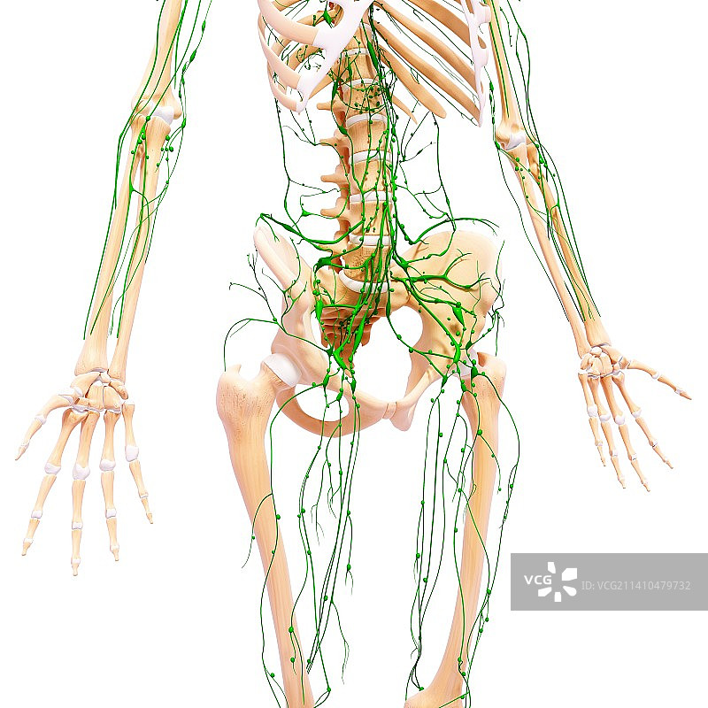 人体淋巴系统，艺术品图片素材
