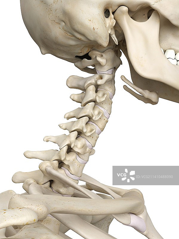 人类颈椎，艺术品图片素材