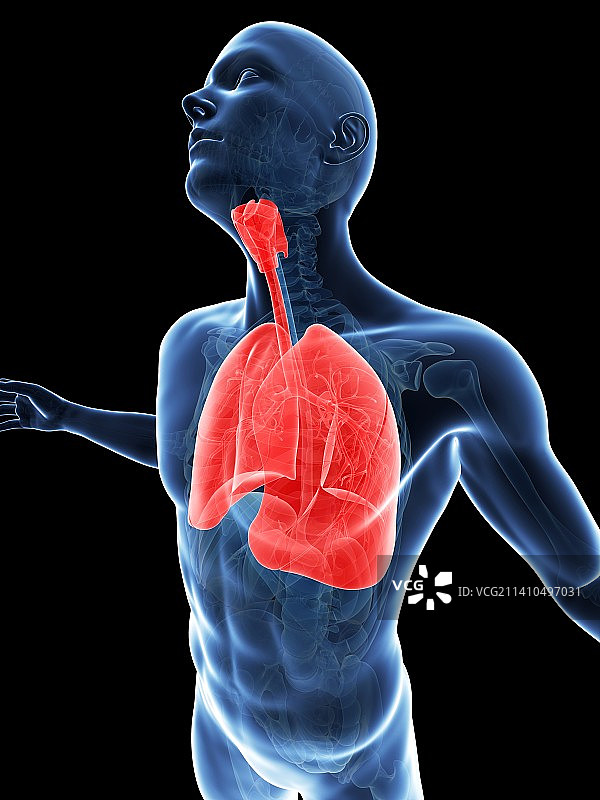 人类的肺，艺术品图片素材
