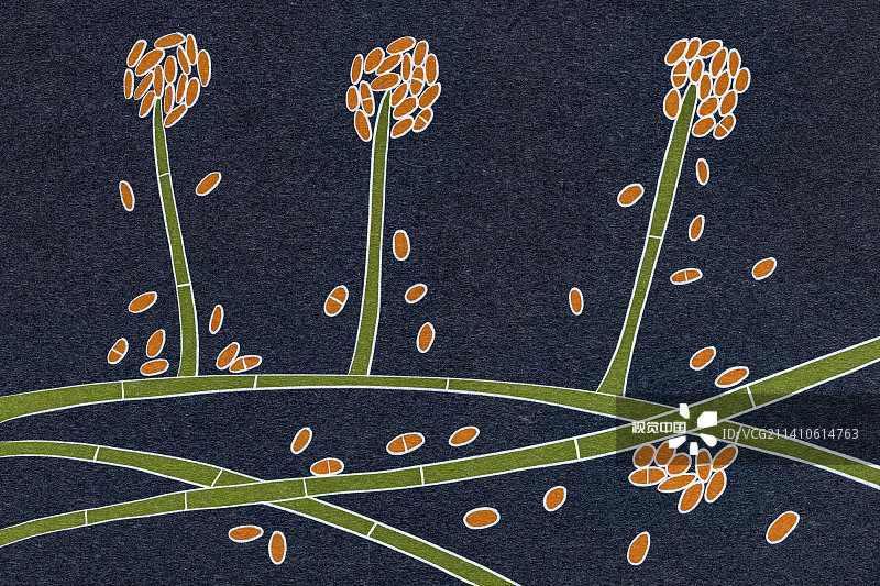 顶霉菌，插图图片素材
