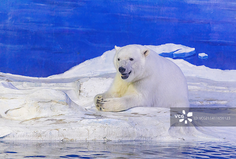 天津海昌极地海洋公园里的北极熊图片素材