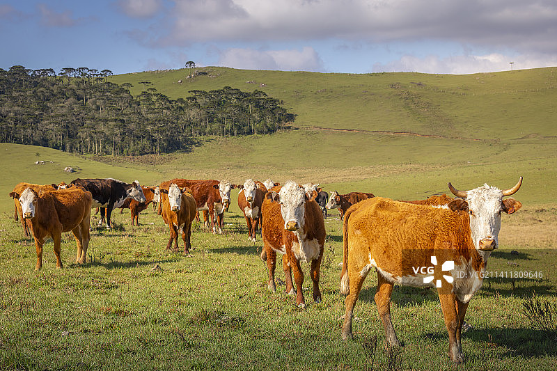 奶牛在夕阳下吃草，南潘帕大草原——巴西南部图片素材