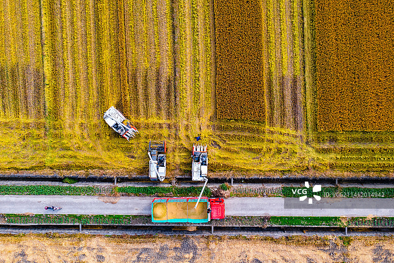 秋季航拍鸟瞰图上海松江联合收割机在金黄稻田工作收获图片素材