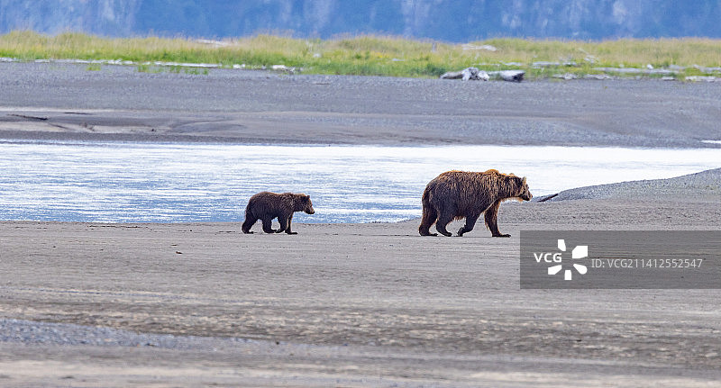 2022年阿拉斯加钓鱼和观熊之旅图片素材