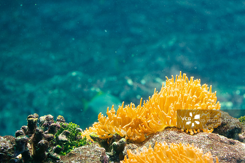 黄色珊瑚美丽的海水水族馆选择性焦点，美国，美国图片素材