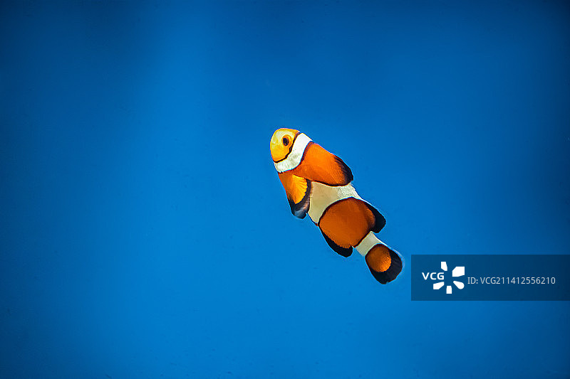 橙色小丑鱼两栖鱼游泳在蓝色的水，美国，美国图片素材
