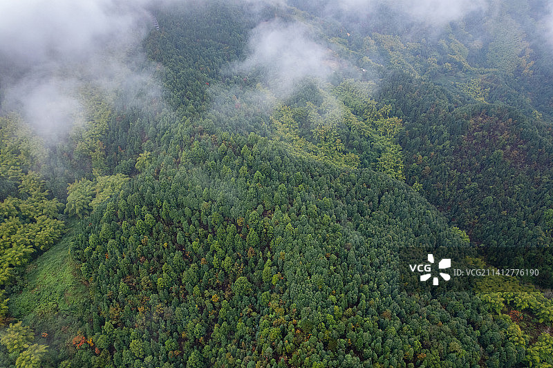 云雾下的森林山谷图片素材