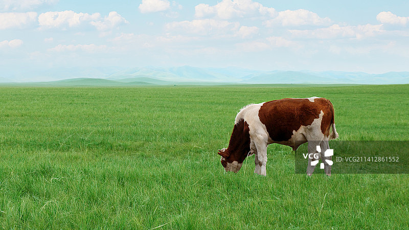 内蒙古赤峰市“贡格尔草原”图片素材