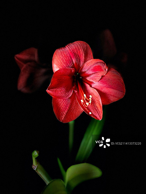 自然中的戏剧性之美-深红色的阿马立花在12月绽放的光影，美国，美国图片素材