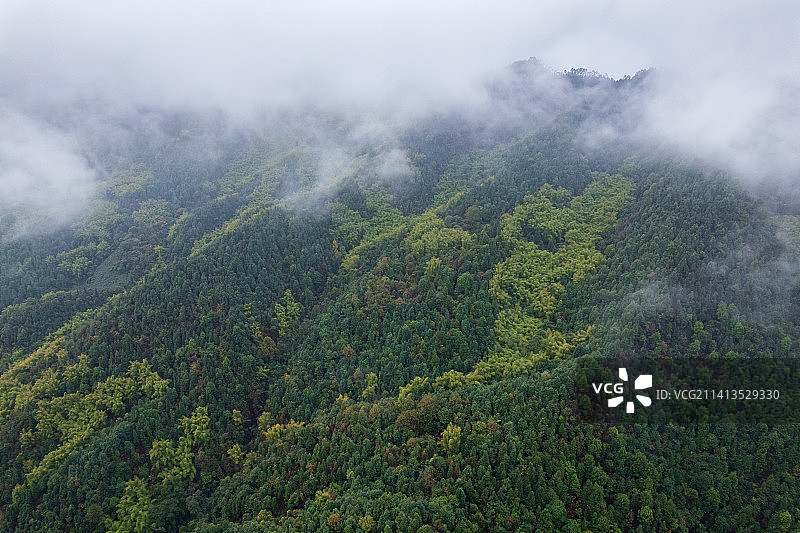 重庆缙云山的云雾与森林图片素材
