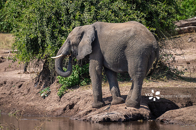 大象站在田野的侧面视图，博茨瓦纳图片素材