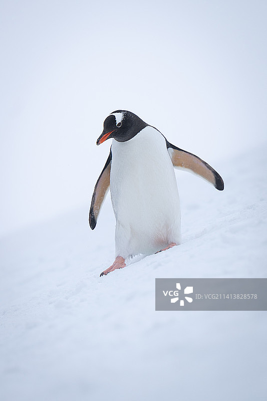 巴布亚企鹅从斜坡上往下看，南极洲图片素材