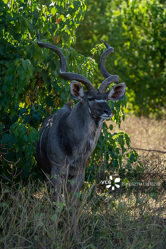 博茨瓦纳，雄性大羚羊站在灌木丛中凝视图片素材