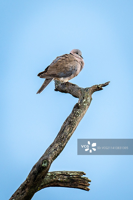 在扭曲的树枝上笑的鸽子侧面，肯尼亚图片素材