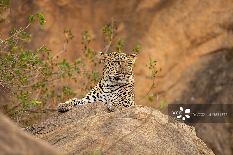 肯尼亚，一只豹子躺在茂密灌木丛旁的岩石上图片素材