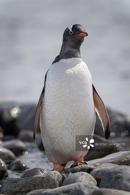南极，巴布亚企鹅站在岩石上图片素材