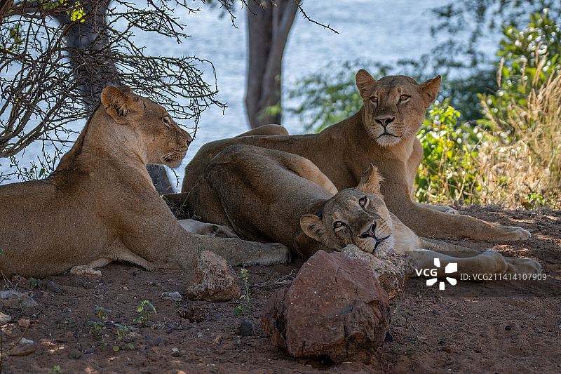 博茨瓦纳，三只母狮躺在灌木丛的树荫下图片素材