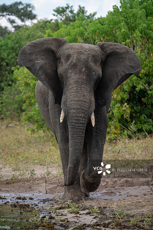 非洲大象拍打着耳朵沿着河岸行走，博茨瓦纳图片素材