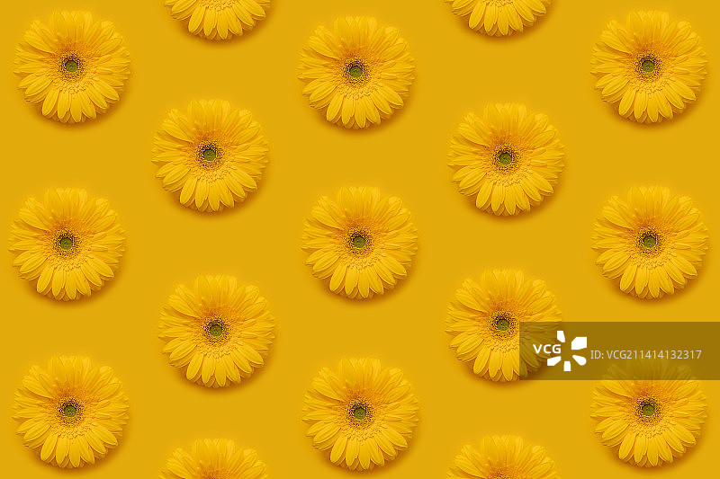 黄色开花植物的全帧镜头图片素材