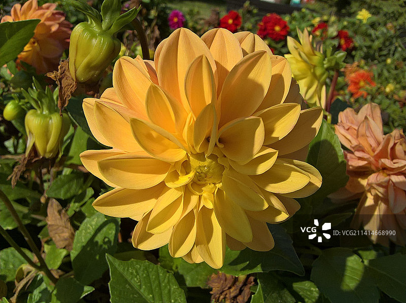 塞尔维亚贝尔格莱德公园里黄色开花植物的特写图片素材