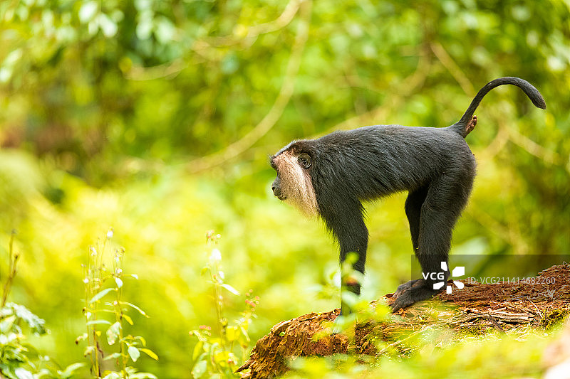 卷尾猴在树干上的特写，印度图片素材