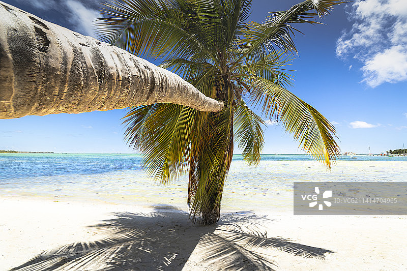 棕榈树和热带田园诗般的海滩在蓬塔卡纳，绿松石图片素材