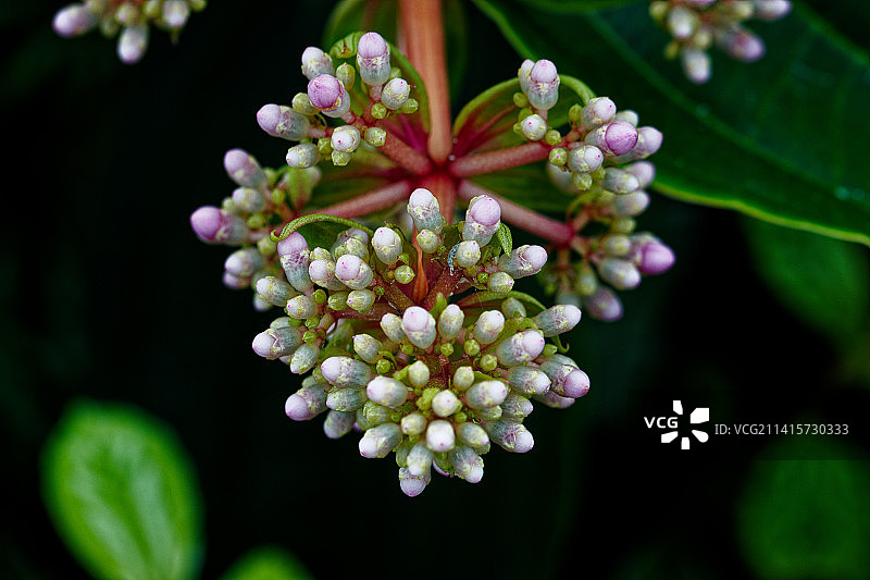 白色开花植物特写，达尼丁，新西兰图片素材