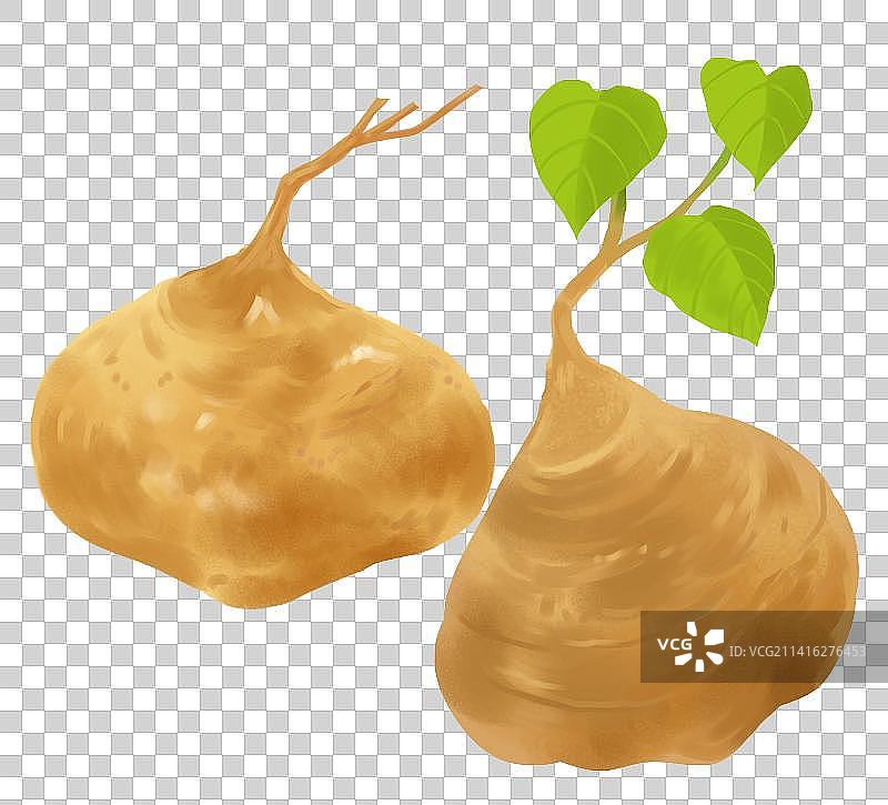 农作物食物食材粮食豆薯地瓜凉薯元素插画图片素材