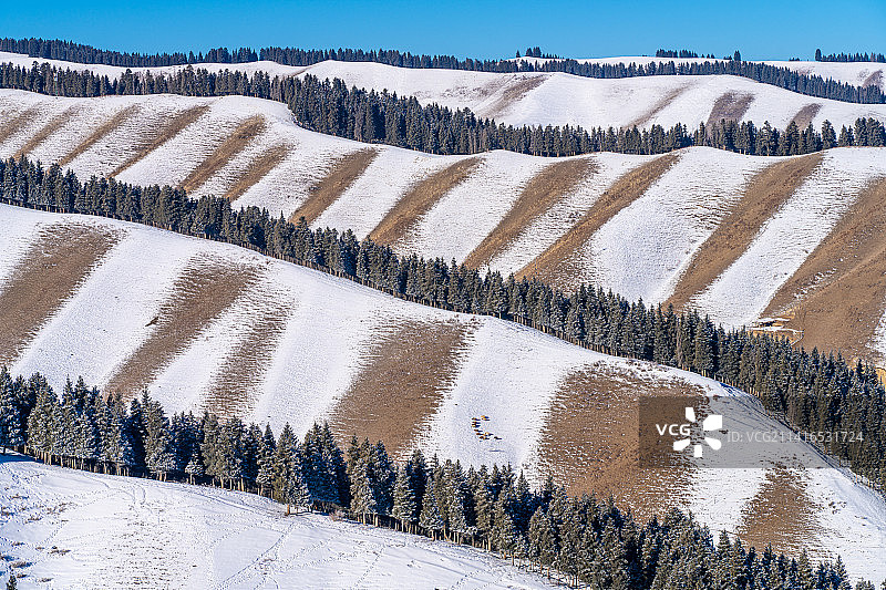 冬季 新疆那拉提草原 雪山 草原 云杉 森林图片素材